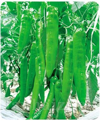 新霸主——甜辣椒