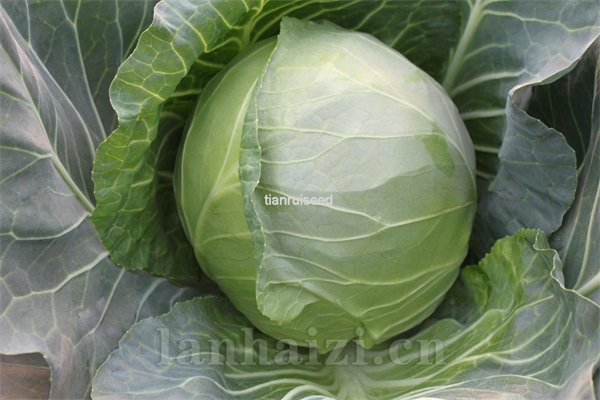 新时代——甘蓝