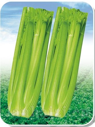 文图拉——芹菜