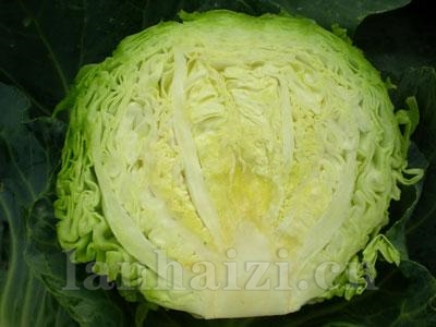 天瑞极早40——甘蓝