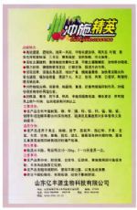 冲施精英