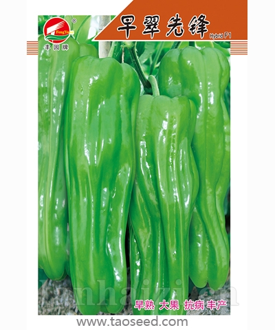 安徽砀山丰源辣椒研究所