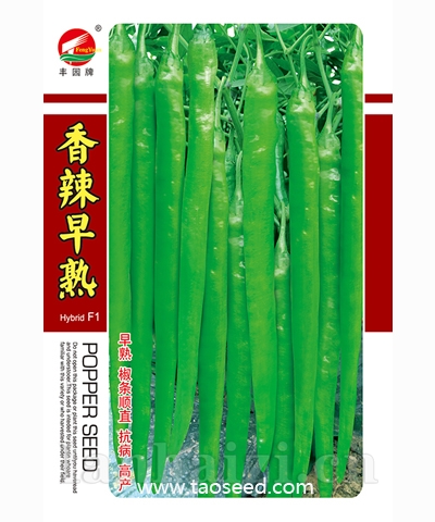 香辣早熟