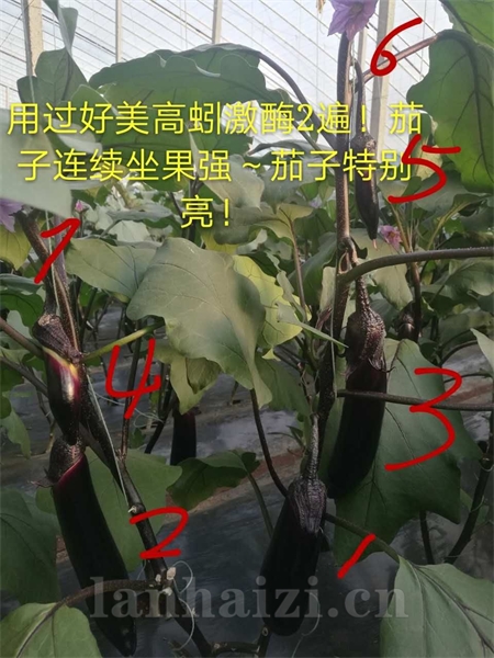 蚯蚓蚓激酶用过两遍效果图