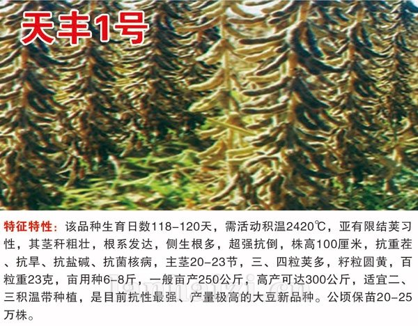 天丰1号