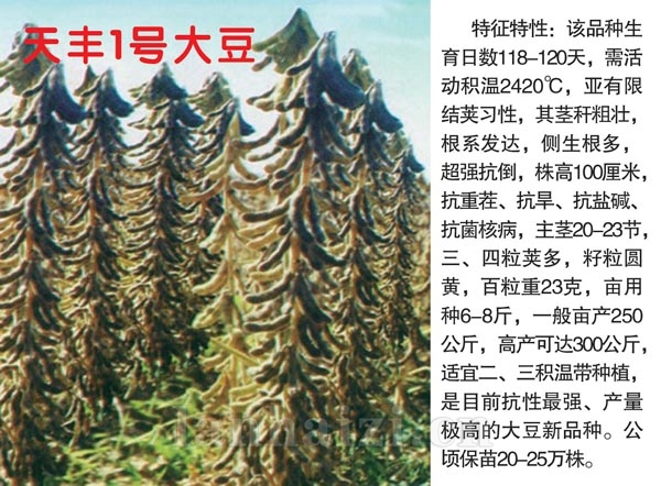 天丰1号大豆