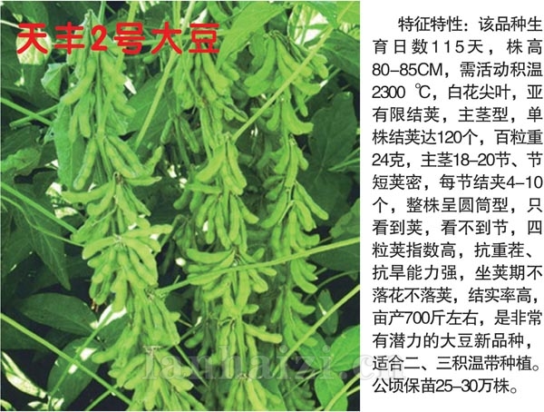 天丰2号大豆