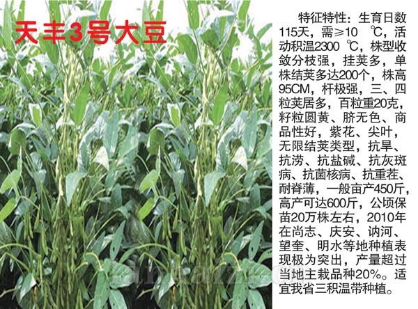 天丰3号大豆