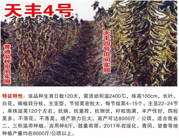 天丰4号