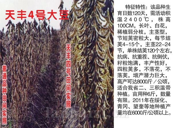 天丰4号2