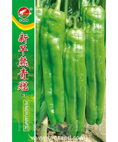 新早熟青冠