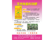 玉米免追长效肥