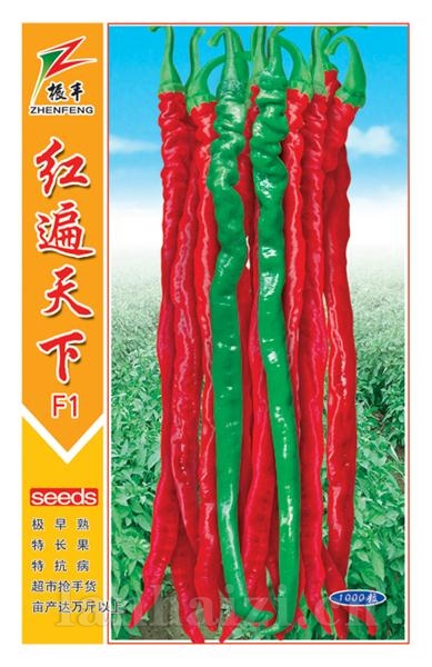 红遍天下--线椒种子