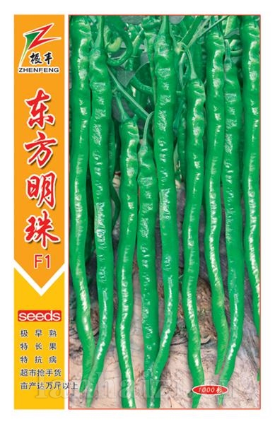 东方明珠--线椒种子