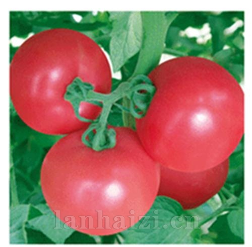 神冠优——粉果番茄系列