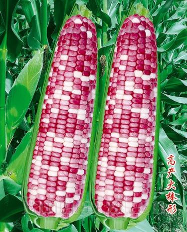 供应23号花糯玉米—玉米种子