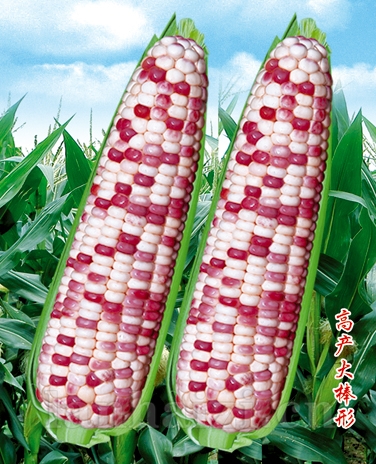供应彩甜糯968玉米—玉米种子