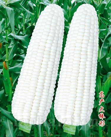 供应京科玉2000玉米—玉米种子
