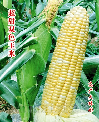 供应双色先锋玉米—玉米种子