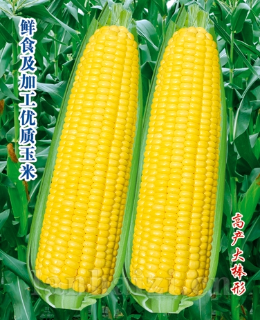 供应瑞珍玉米—玉米种子