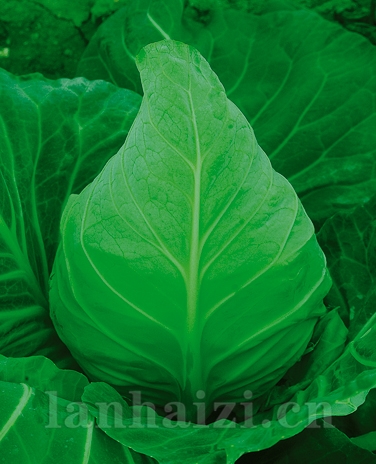 供应绿优牛心甘蓝—甘蓝种子