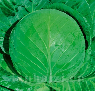 供应绿丽60甘蓝—甘蓝种子