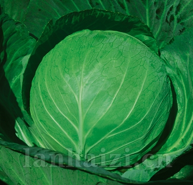 供应美球甘蓝—甘蓝种子