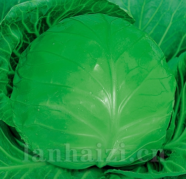 供应美丽甘蓝—甘蓝种子