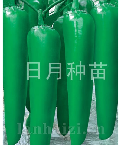 青椒王