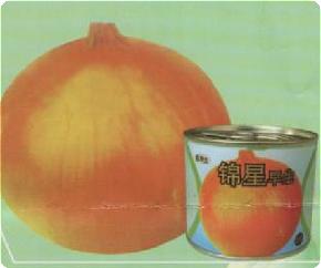 锦星早生