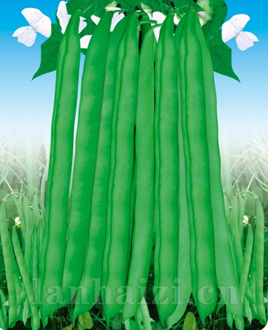 供应白花四季豆—菜豆种子
