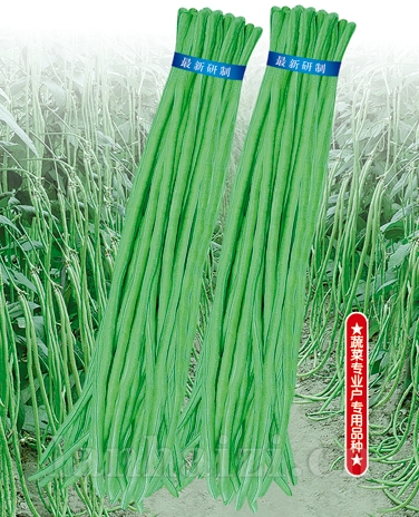 供应辉煌100豇豆—豇豆种子