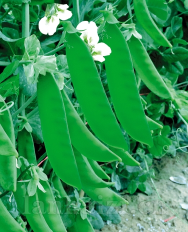 供应珍宝豆—豆类种子