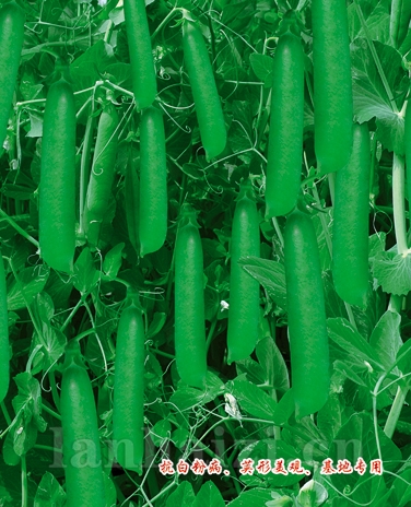供应万农长寿豆—豆角种子