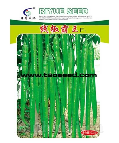 线椒霸王