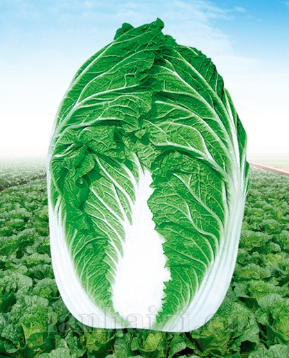 供应春冠白菜—白菜种子