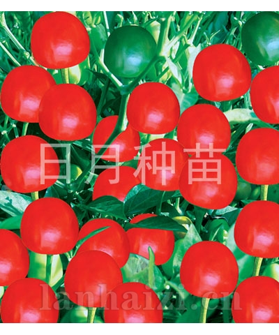 日月圆球椒