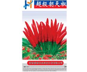 超级朝天椒--辣椒种子