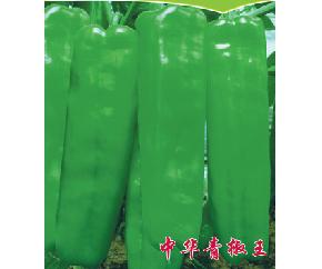 中华青椒王--辣椒种子