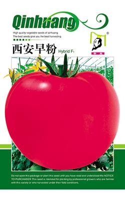 西安早粉——番茄系列
