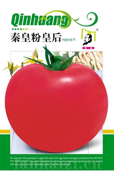 秦皇粉皇后——番茄系列