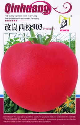 秦皇改良西粉903——番茄系列