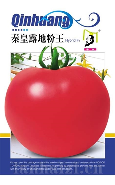 秦皇露地粉王——番茄系列