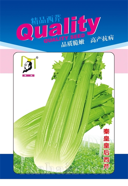 秦皇皇后西芹——芹菜系列