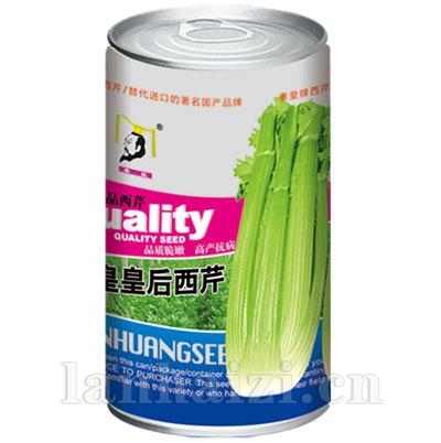 秦皇皇后西芹——芹菜系列