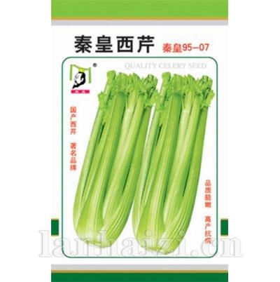 秦皇西芹——芹菜系列
