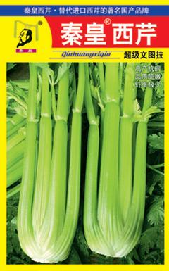 超级文图拉——芹菜系列