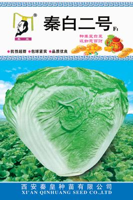 秦白二号——白菜系列