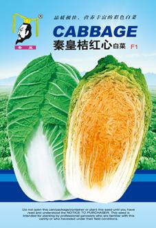 桔红心白菜——白菜系列