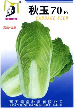 秋玉70——白菜系列